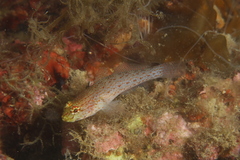 Gobius xanthocephalus