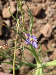 Heliophila trifurca