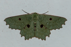 Chlorodontopera discospilata