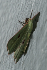 Chlorodontopera discospilata