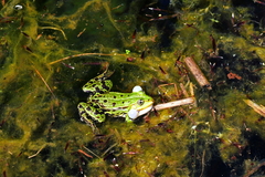 Pelophylax