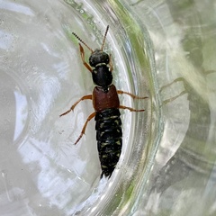 Staphylinus dimidiaticornis