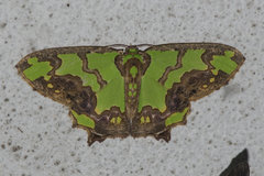 Agathia hemithearia
