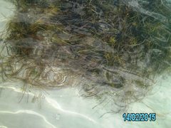 Zostera