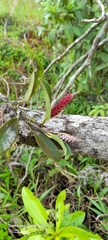 Anthurium obtusum