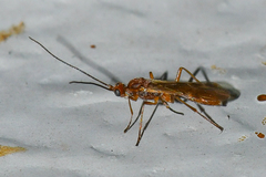 Rogadinae