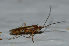Rogadinae