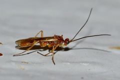 Rogadinae