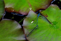 Coenagrion puella