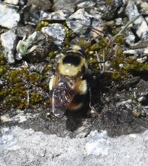 Volucella bombylans