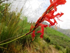 Tritoniopsis burchellii