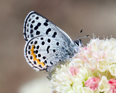 Euphilotes heracleoides