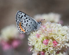 Euphilotes heracleoides