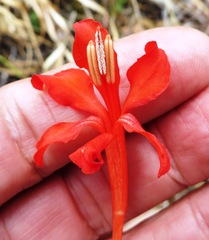 Tritoniopsis burchellii