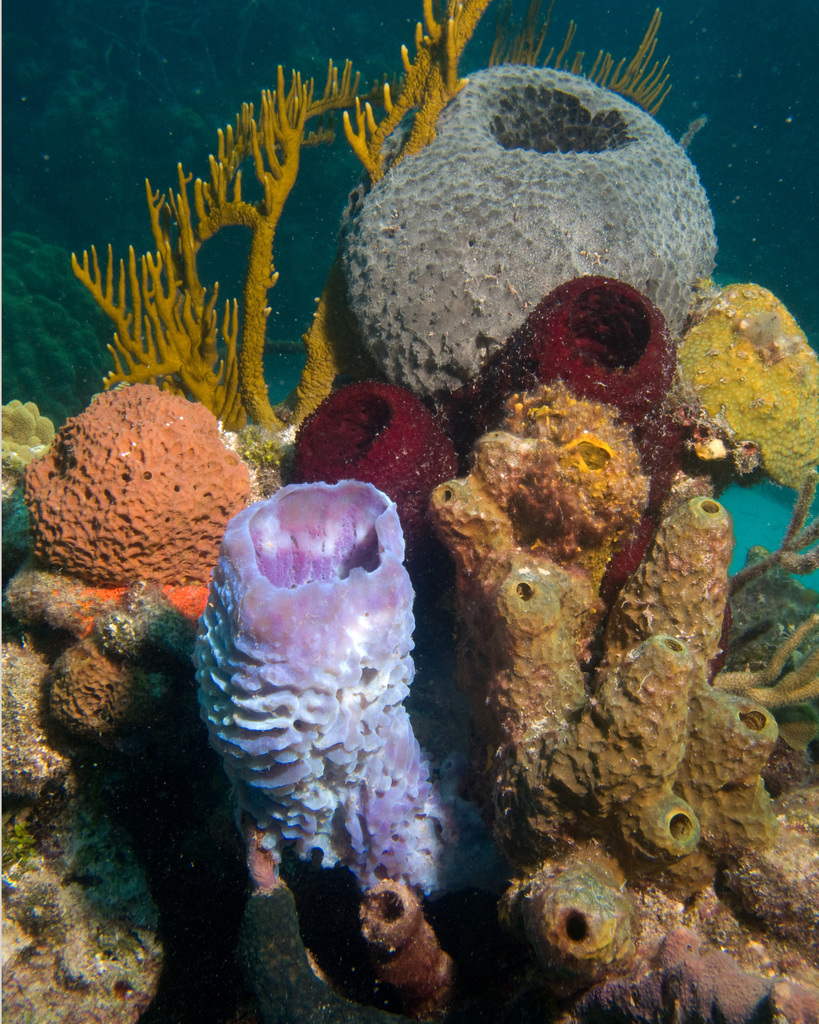 Demosponges