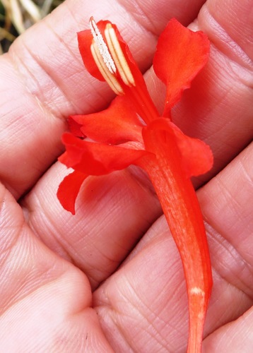 Image of Tritoniopsis burchellii by (c) linkie, some rights reserved (CC BY)