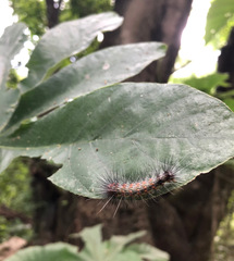 Hypercompe albescens