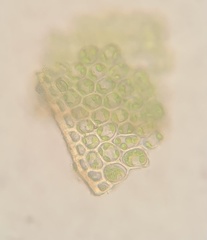 Polytrichastrum ohioense