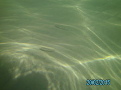 School Whiting photo 3