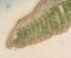 Polytrichastrum ohioense