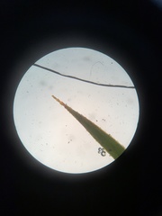 Polytrichastrum ohioense