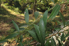 Baccharis punctulata