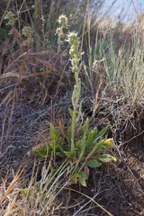 Phacelia imbricata imbricata