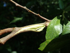 Salix cinerea