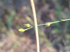 Linum trigynum