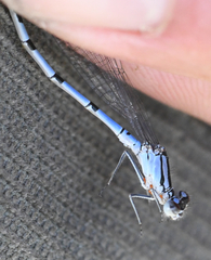 Arrenurus