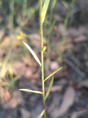 Linum trigynum