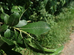 Salix cinerea
