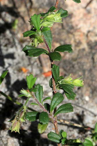 Xanthosia tridentata DC.