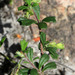 Xanthosia tridentata - Photo (c) Tindo2,  זכויות יוצרים חלקיות (CC BY-NC)