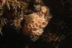 Hemimycale columella
