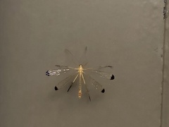 Hylobittacus apicalis