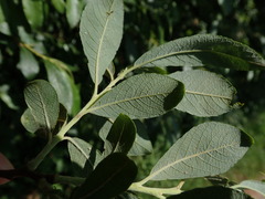 Salix cinerea