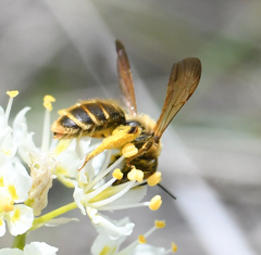 Andrena astragali