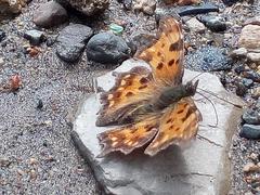 Polygonia c-album