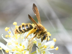 Andrena astragali