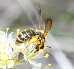 Andrena astragali