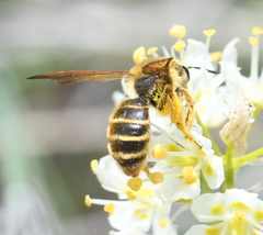 Andrena astragali
