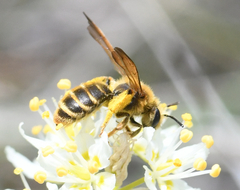 Andrena astragali
