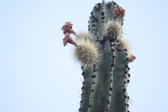 Stenocereus montanus