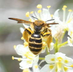 Andrena astragali
