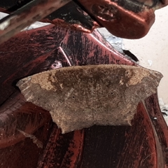 Paragonia cruraria