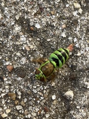 Odontomyia cincta