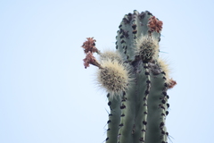 Stenocereus montanus