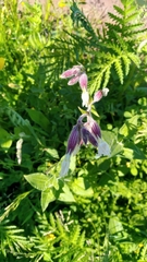 Silene latifolia