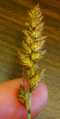 Carex sartwellii